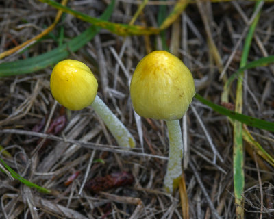 Fungi of the Pacific Northwest