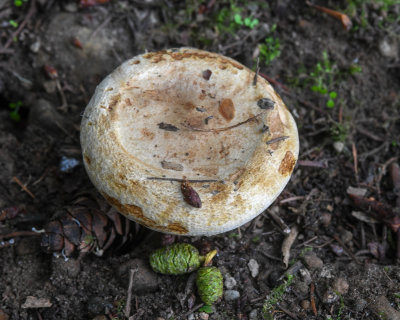 Paxillus cuprinus