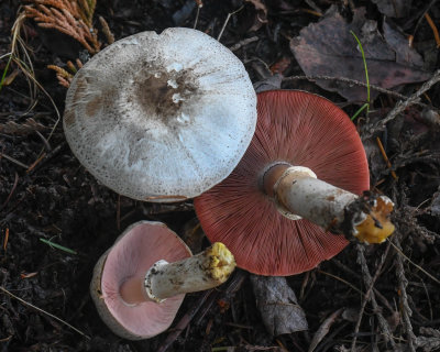 Agaricus deardorffensis