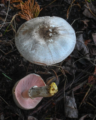 Agaricus deardorffensis