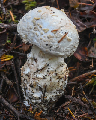 Amanita smithiana