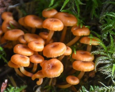 Flammulina populicola