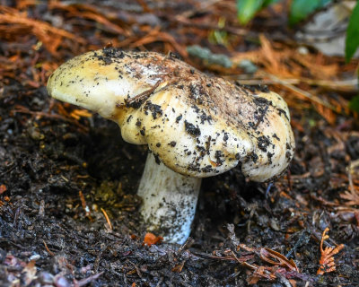 Tricholoma saponaceum