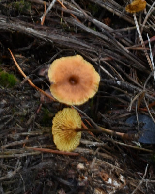 Xeromphalina cauticinalis