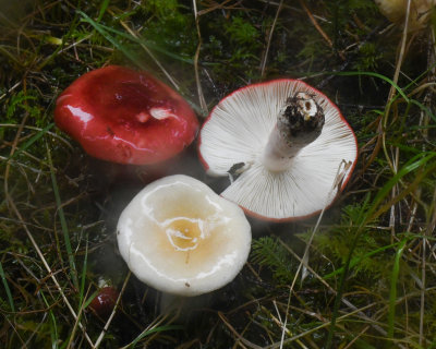 Russula cremoricolor