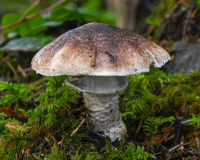 Agaricus subrutilescens