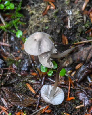 Mycena filopes