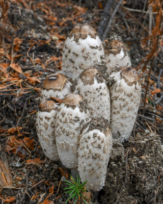 Coprinus comatus