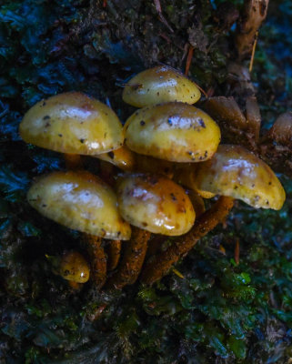 Pholiota lubrica