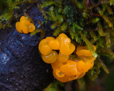 Dacrymyces chrysospermus