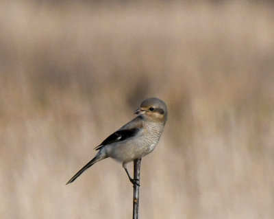 Northern Shrike