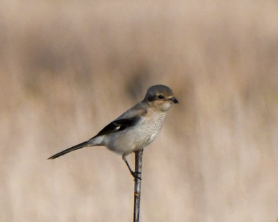 Northern Shrike