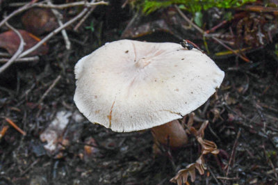 Hygrophorus fragrans