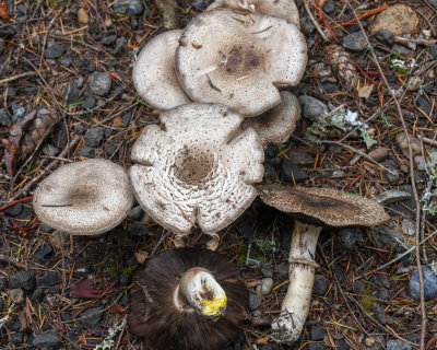 Edible Northwest Fungi