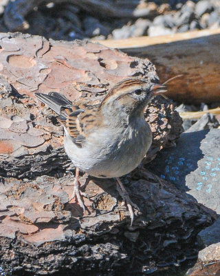 Brewer's Sparrow