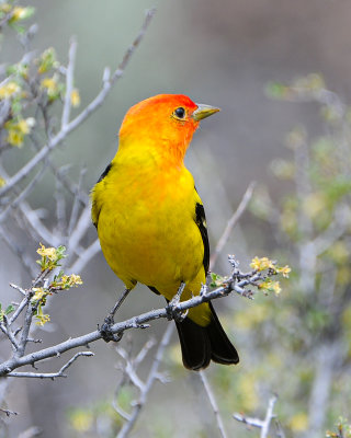 Western Tanager