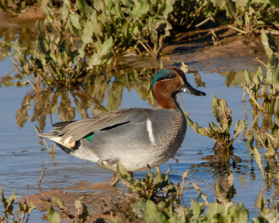 Green-winged Teal