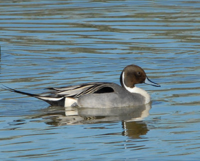 Northern Pintail