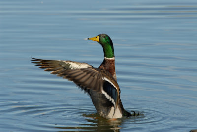 Mallard