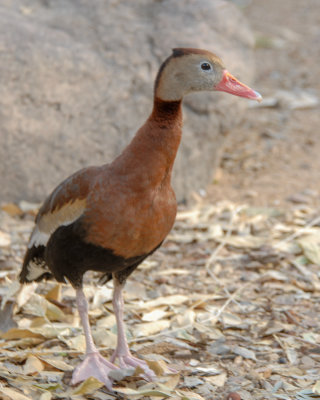 Black-bellied Whistling-Duck