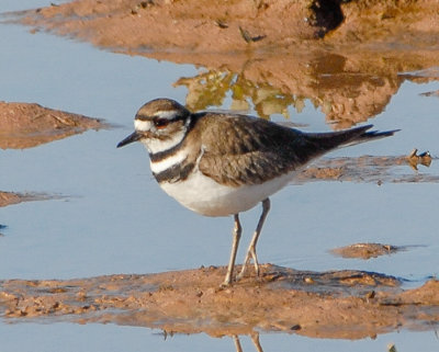 Killdeer