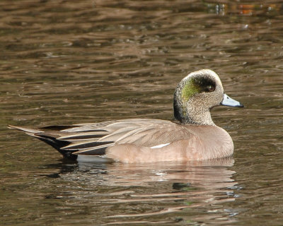 American Wigeon