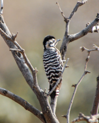 Ladder-backed Woodpecker