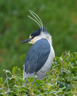 Black-crowned Night-Heron