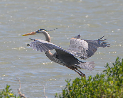 Great Blue Heron