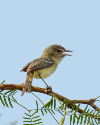 Vireos of the Southwest
