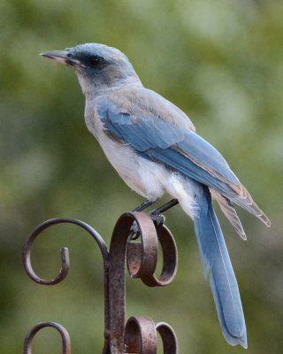 Mexican Jay