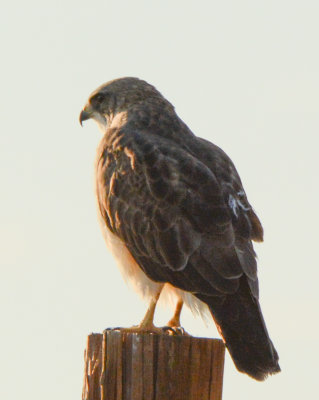 g12/91/1048091/3/171474626.f1RJ2ayR.jpg