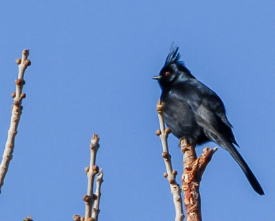 Phainopepla