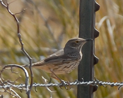 Sage Thrasher