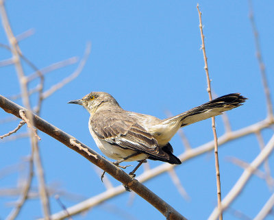 Northern Mockingbird