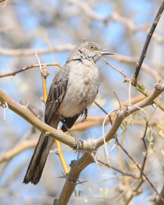 Northern Mockingbird