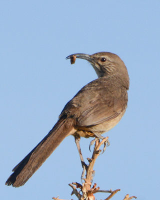 California Thrasher