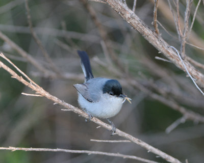 California Gnatcatcher