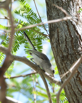 Black-tailed Gnatcatcher