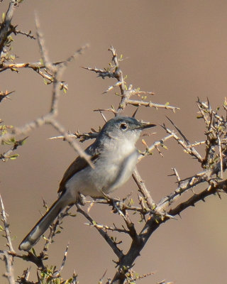 Black-tailed Gnatcatcher