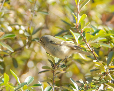 Ruby-crowned Kinglet