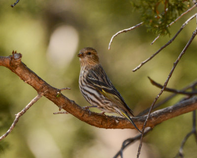 Finches