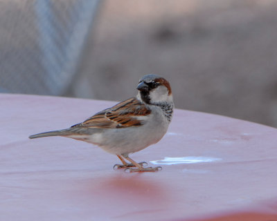 Old World Sparrows