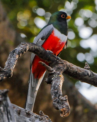 Trogons