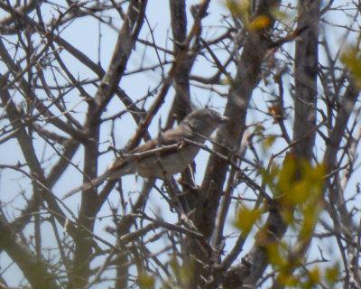 Vireos of the Southwest