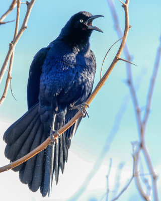 Great-tailed Grackle