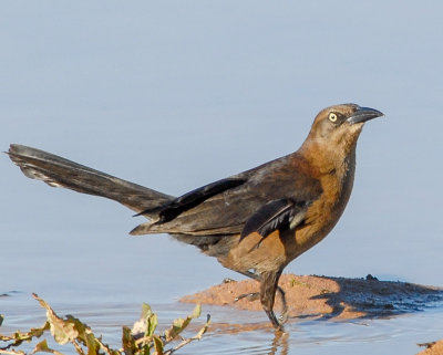 Great-tailed Grackle