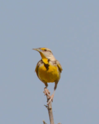 Eastern Meadowlark