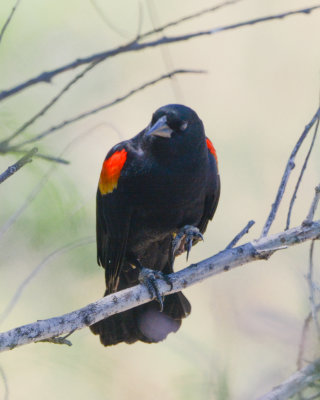 Red-winged Blackbird