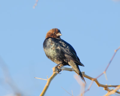 Brown-headed.Cowbird